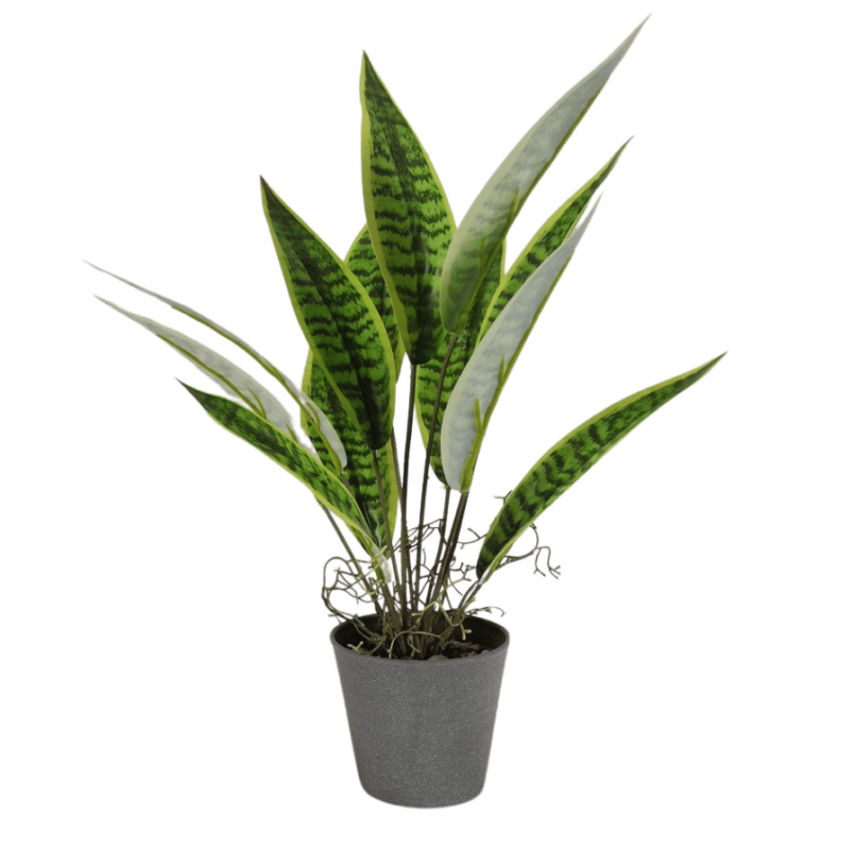 Snake 50cm potted plant