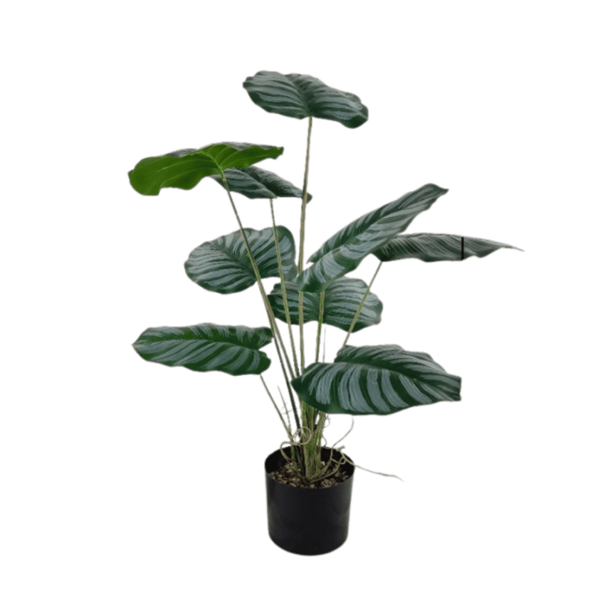 Calathea 74cm potted plant