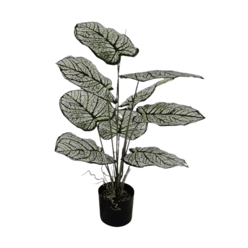 Caladium 74cm potted plant-white