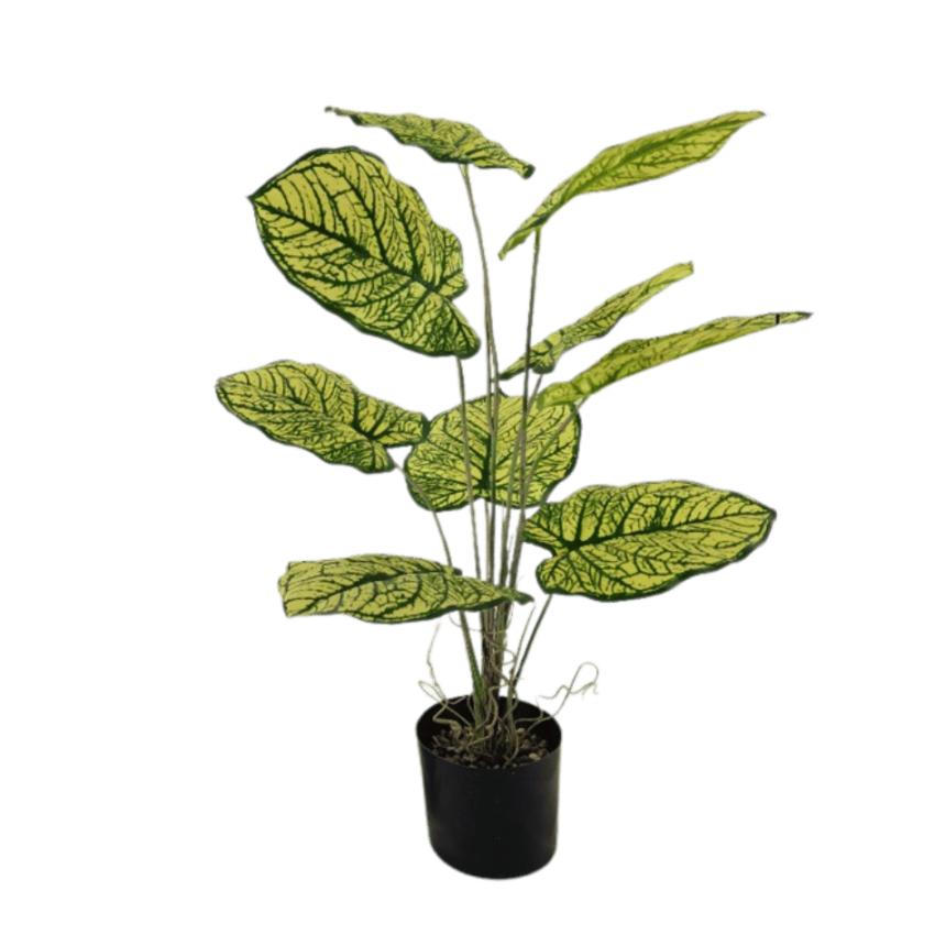 Caladium 74cm potted plant-green