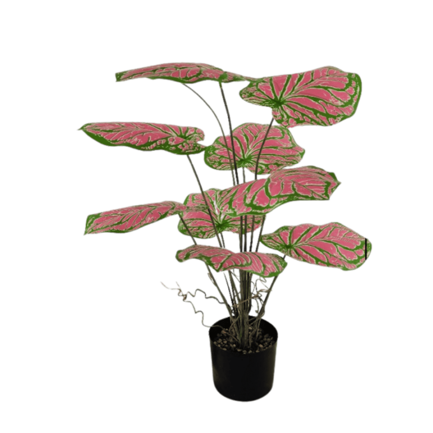 Caladium 74cm potted plant-red