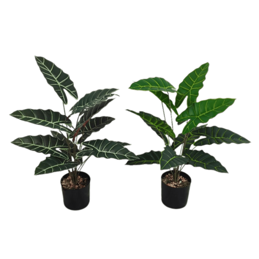 Alocasia 62cm potted plant