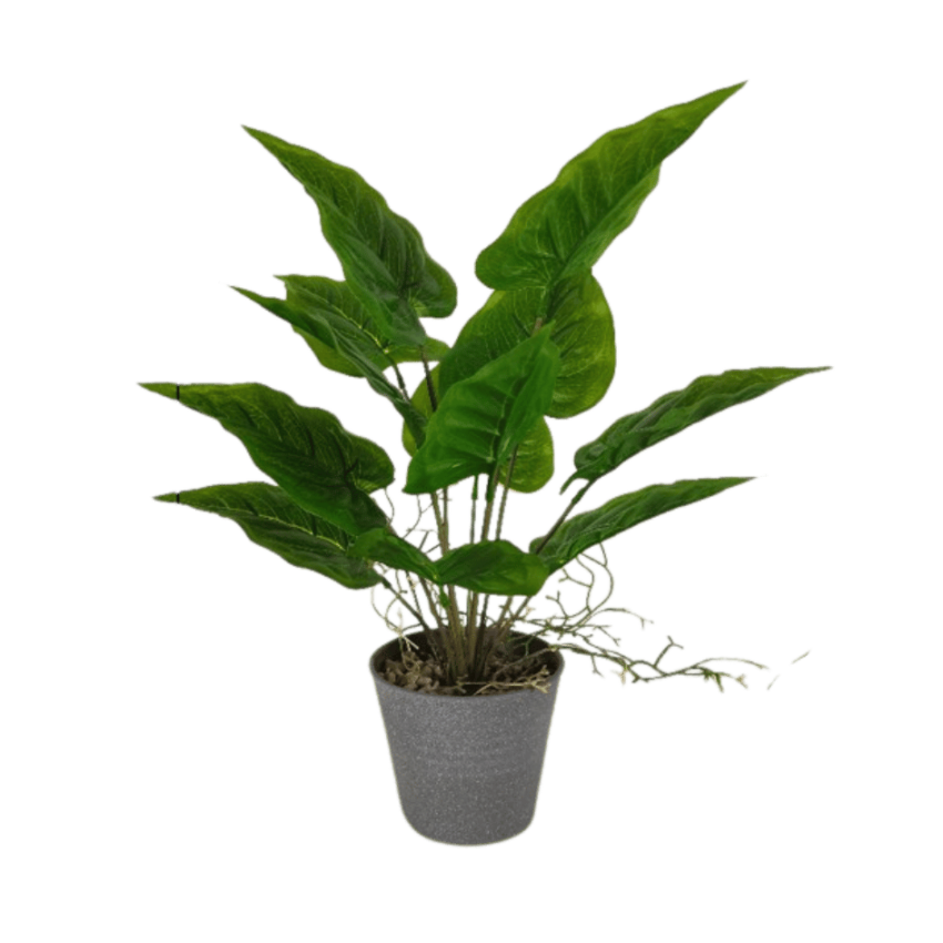 Guinea 45cm potted plant