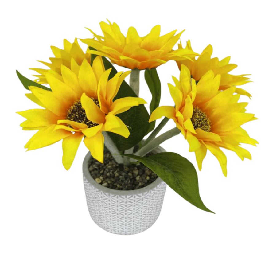 Sunflower 26cm potted plant
