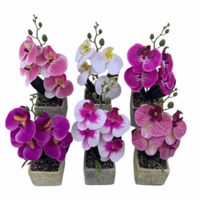 Potted 28cm orchids plant