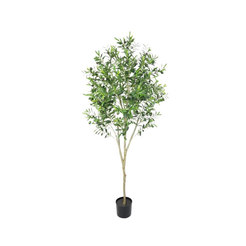 OLIVE TREE - 6FT