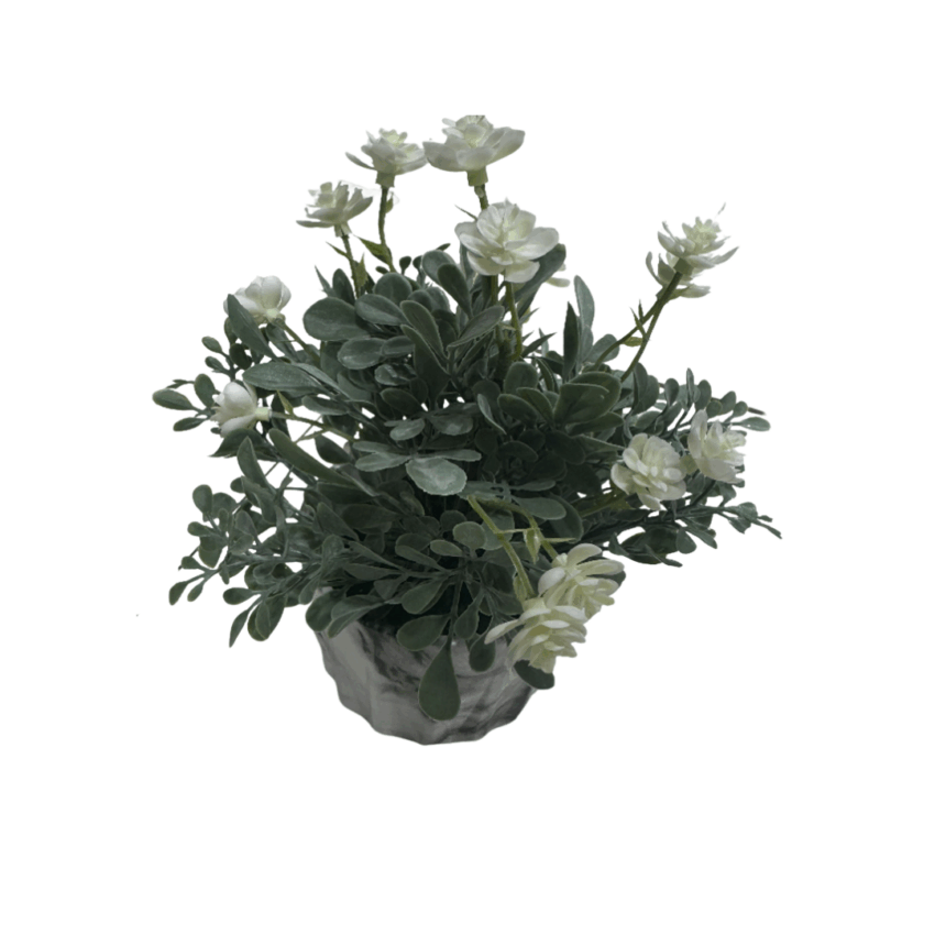 Gardenia 24cm White Succulent w pot