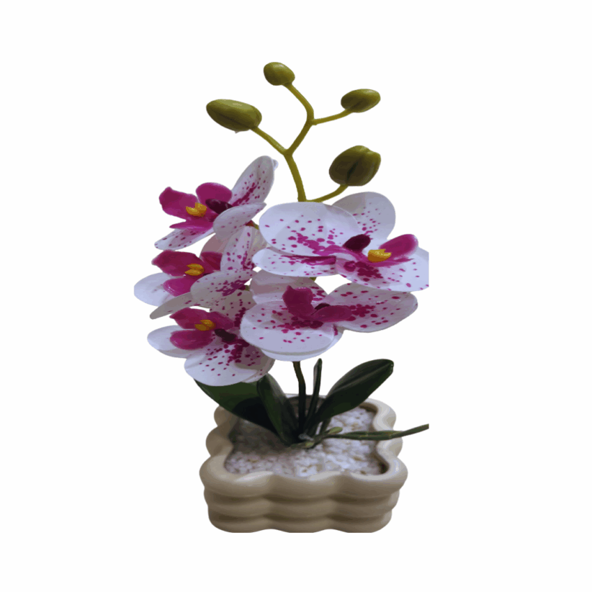 Gardenia 33cm Moth Orchid Potted Plant