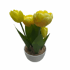 Gardenia 28cm Tulip potted plant