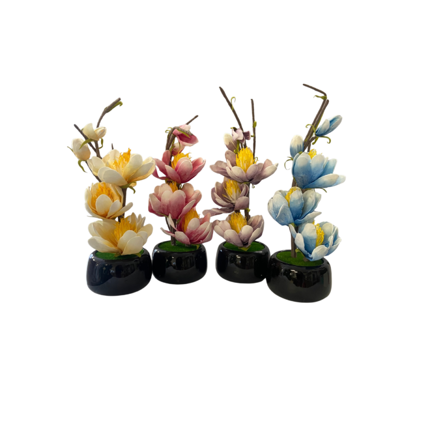 Gardenia 53cm Butterfly Orchid potted plant