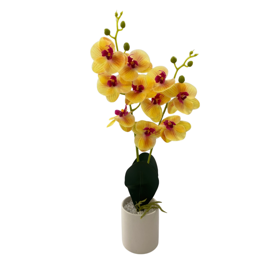 Gardenia 50cm Cattleya Potted Plant