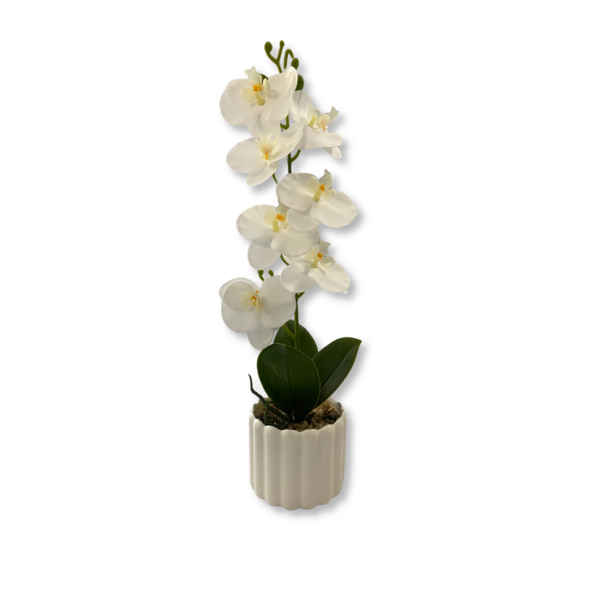 Serenity White 40cm Orchid Potted Plant