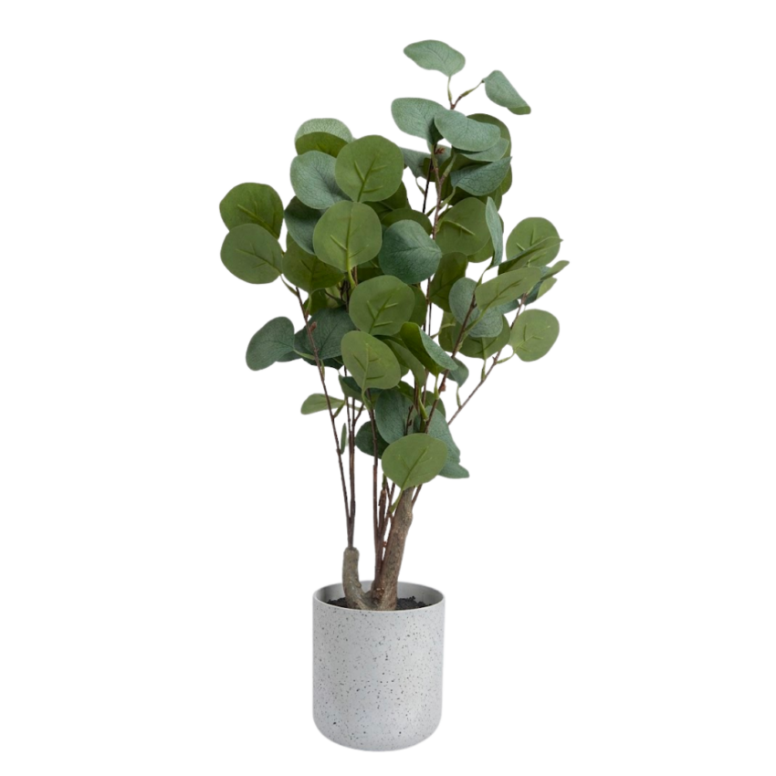 Eucalyptus 55cm Potted Plant