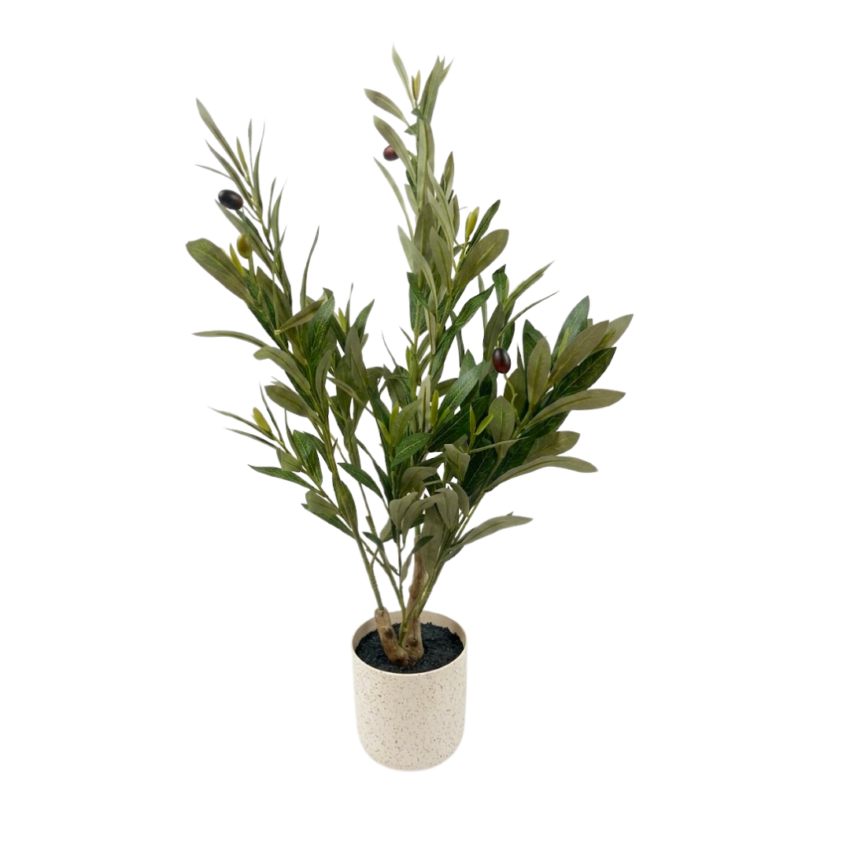 Olive Tree 60cm Potted