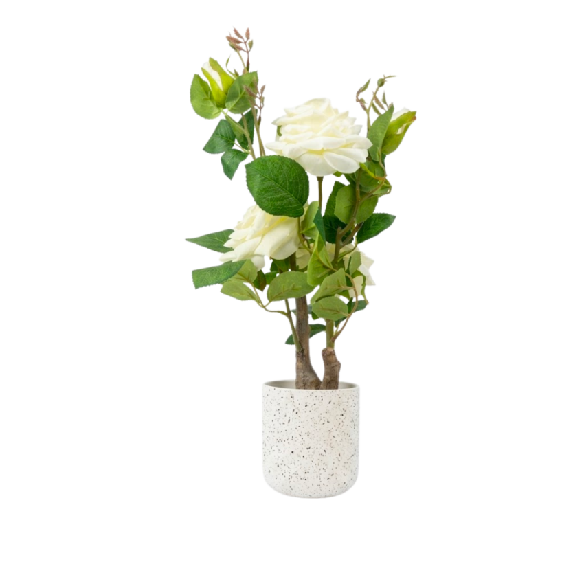 Roses 40cm Potted Plant