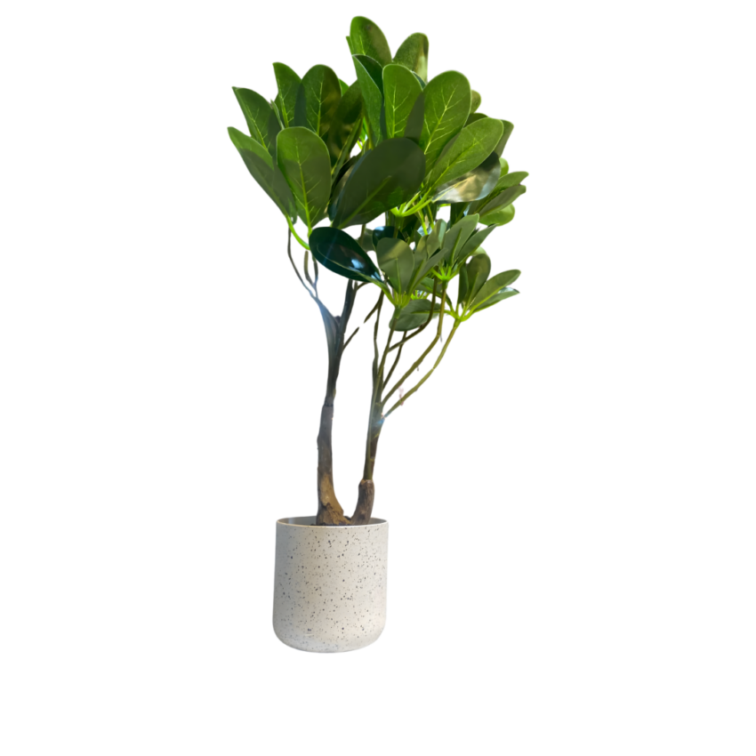 Schefflera 45cm Potted Plant